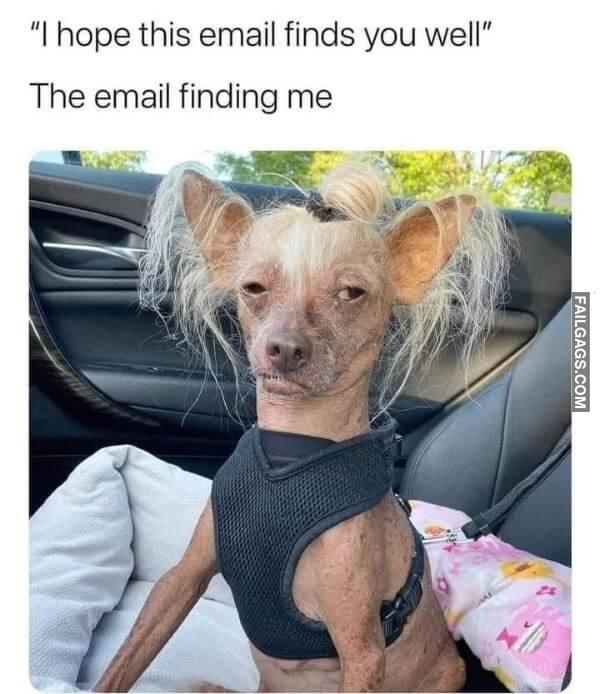 Funny Animal Memes 7