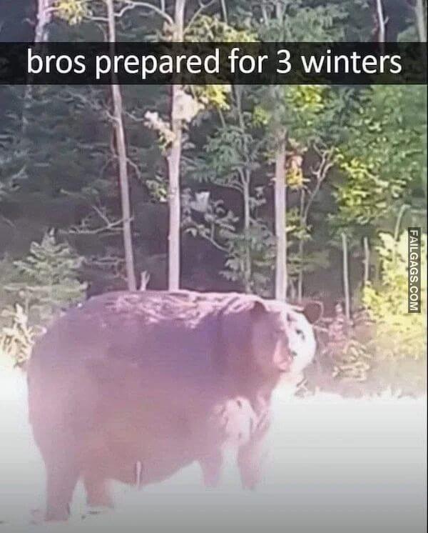 Funny Animal Memes 8