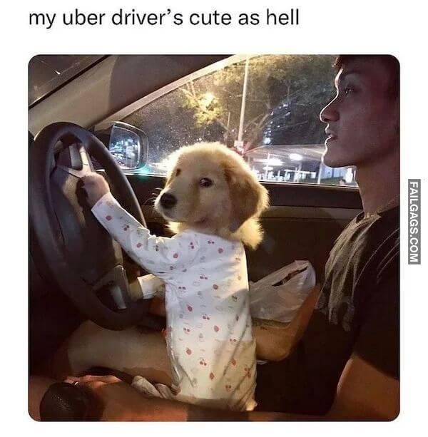 Hilarious Dog Memes 1