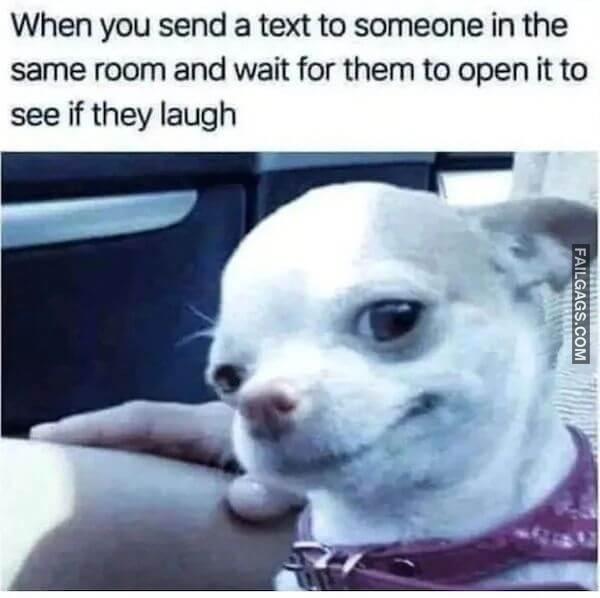 Hilarious Dog Memes 11