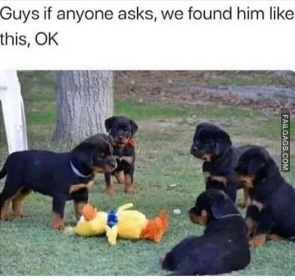 Hilarious Dog Memes 2