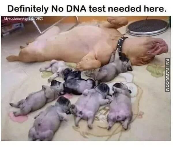 Hilarious Dog Memes 8