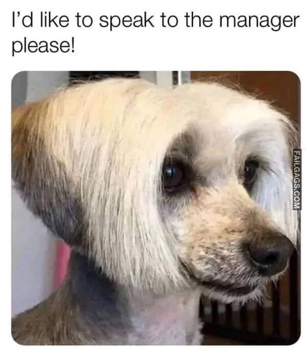 Hilarious Dog Memes 9