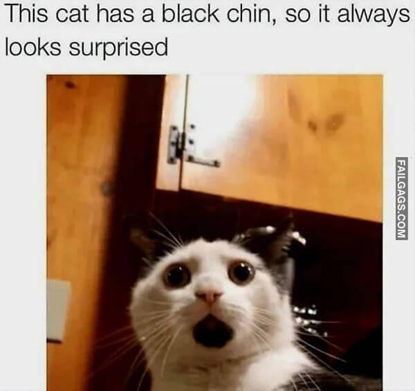 Random Funny Memes 7 4