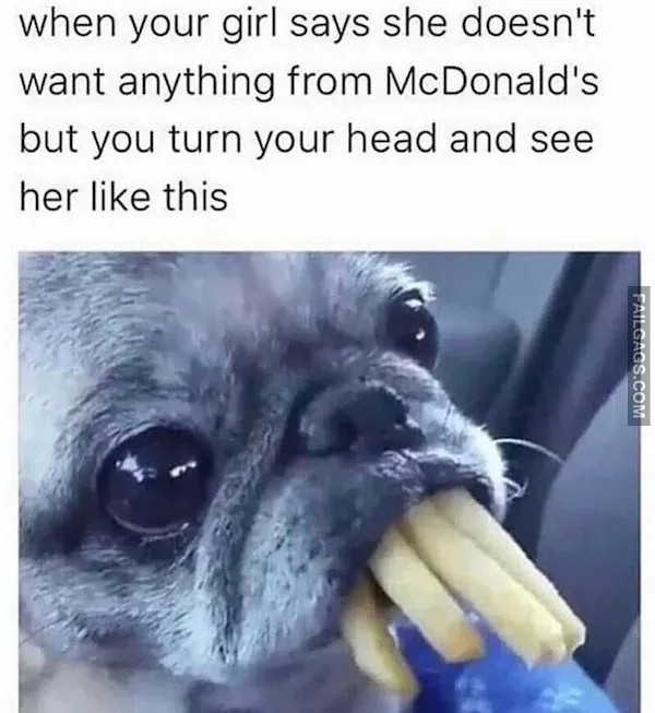 Funny Animal Memes 10
