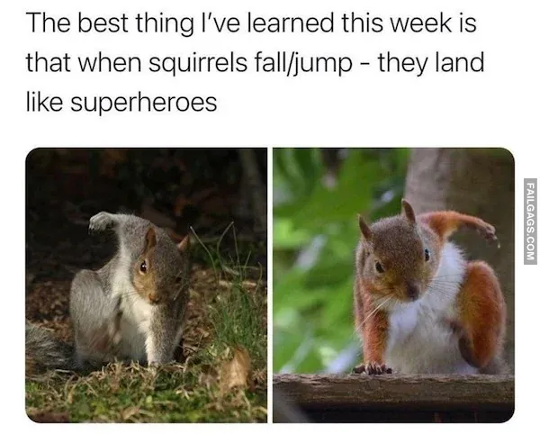 Funny Animal Memes 12