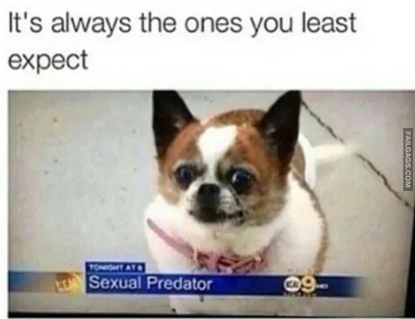 Funny Animal Memes 13