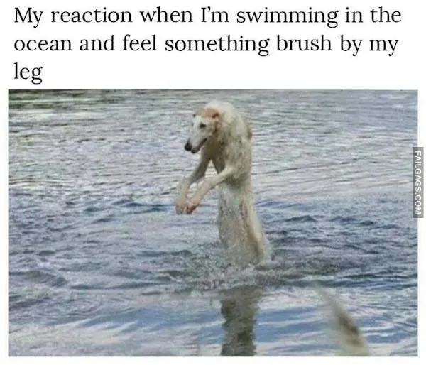 Funny Animal Memes 5