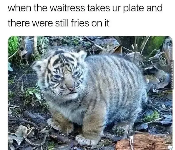 Funny Animal Memes 7