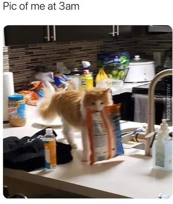 Funny Animal Memes 9