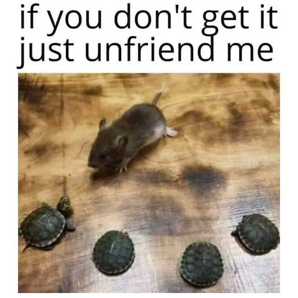 Funny Animal Memes 1