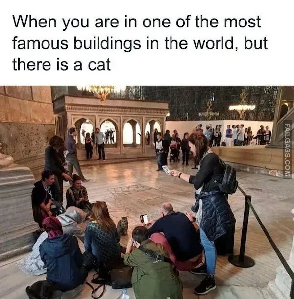 Funny Animal Memes 10