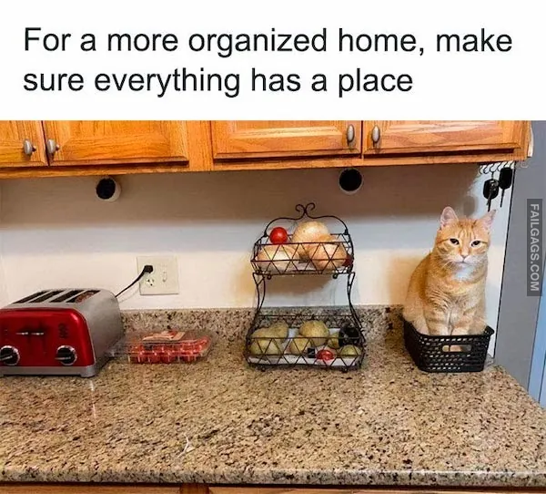 Funny Animal Memes 7