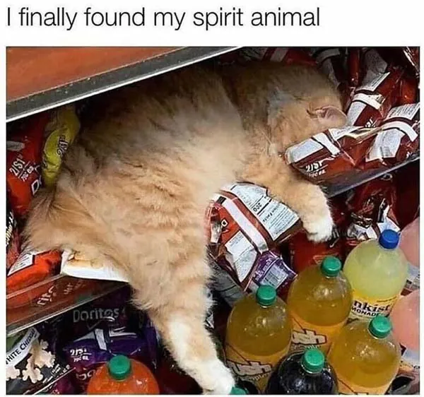 Funny Cat Memes 1