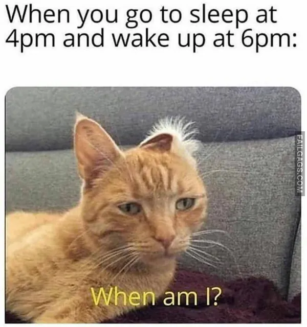 Funny Cat Memes 12