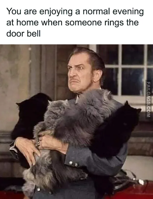 Funny Cat Memes 2