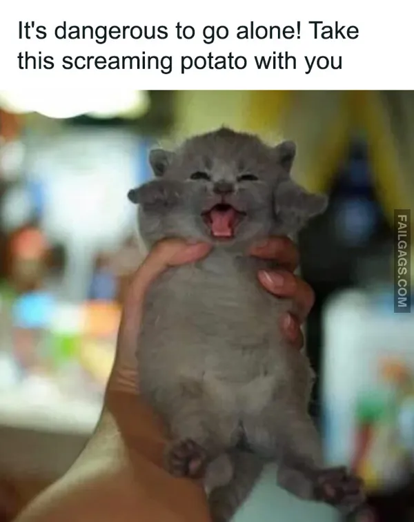 Funny Cat Memes 3