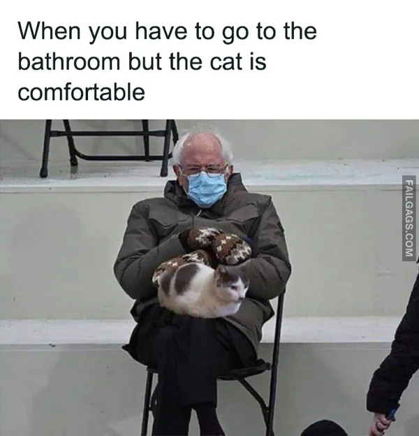 Funny Cat Memes 4