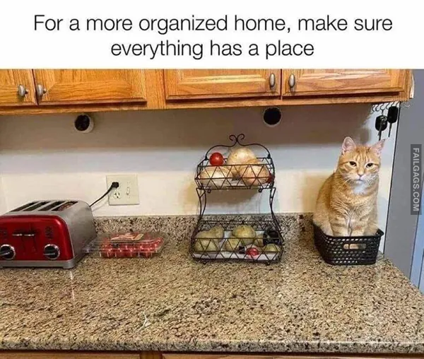 Funny Cat Memes 6
