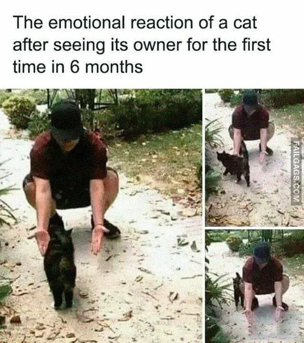 Funny Cat Memes 7