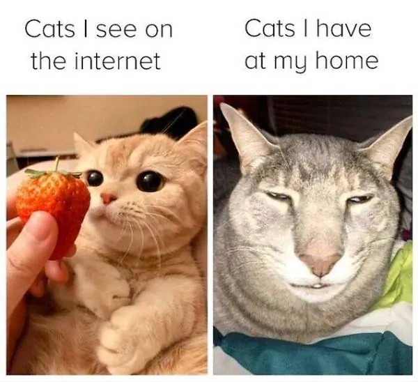 Funny Meme 1