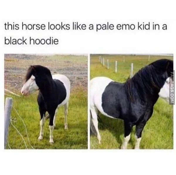 Funny Memes 2 4