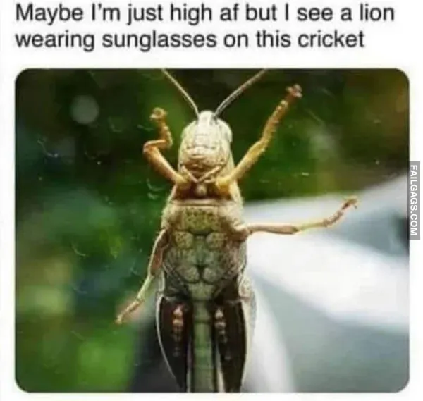 Funny Memes 8 4