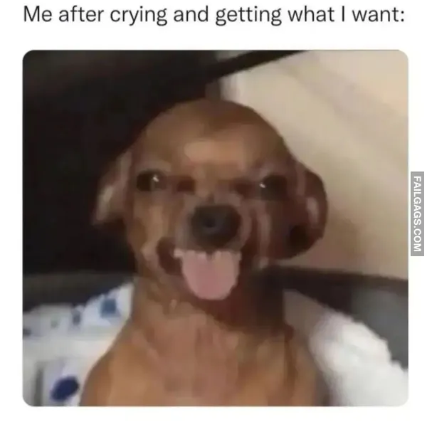 Indian Memes 11