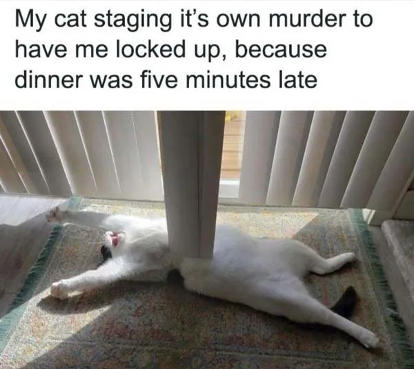 Funny Cat Memes 1