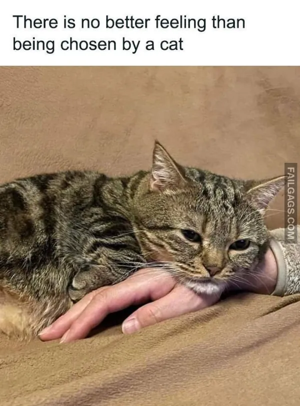 Funny Cat Memes 9