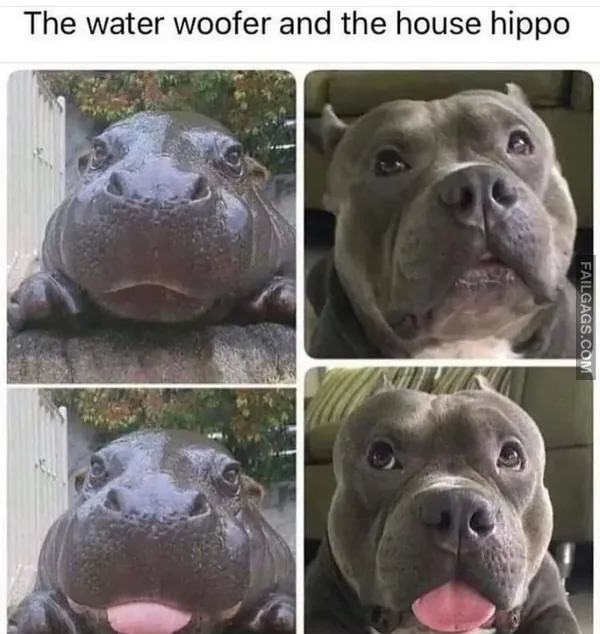 Funny Memes 5 7