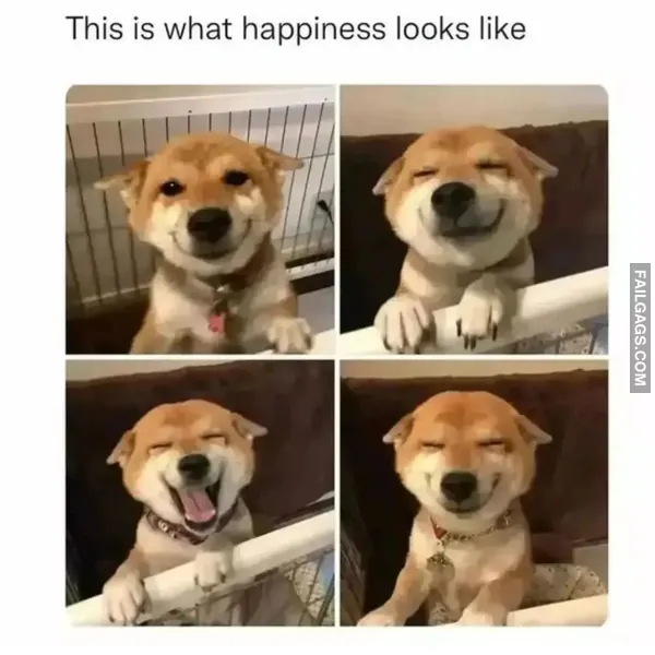 Funny Memes 7 7
