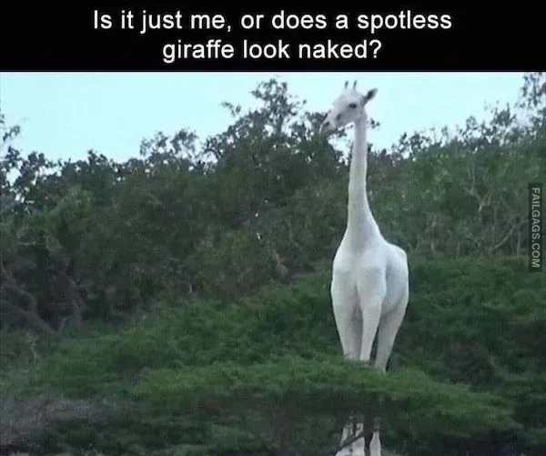Funny Memes 7 8
