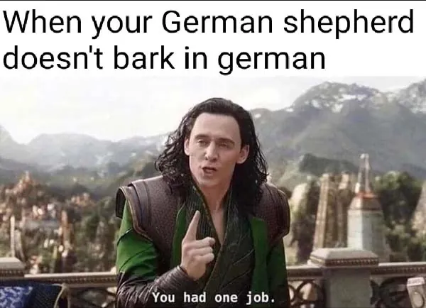 Dank Memes 1 1