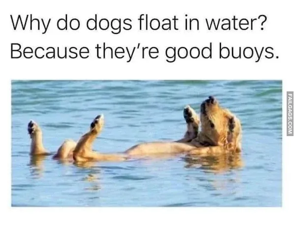 Dog Memes 2
