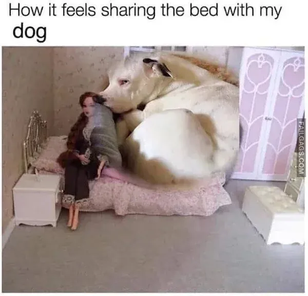 Funny Memes 10 6