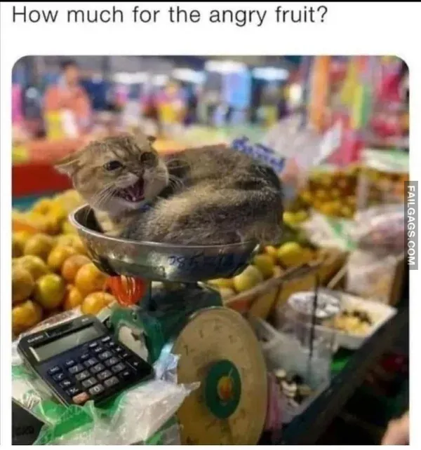 Funny Memes 2
