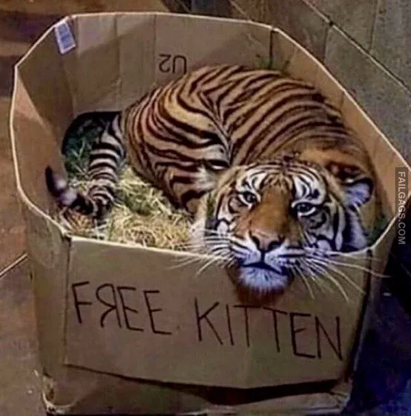 Funny Memes 7 6