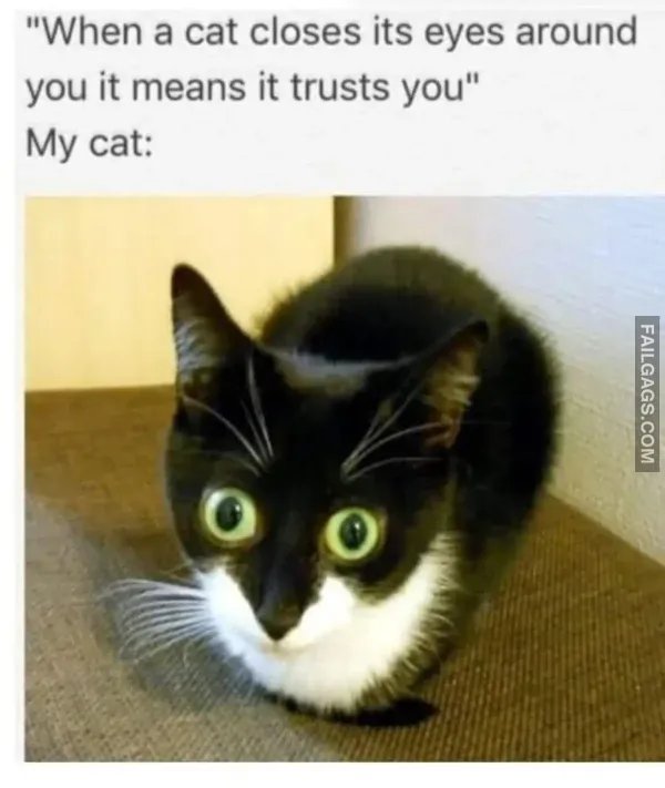 Funny Memes 8 5