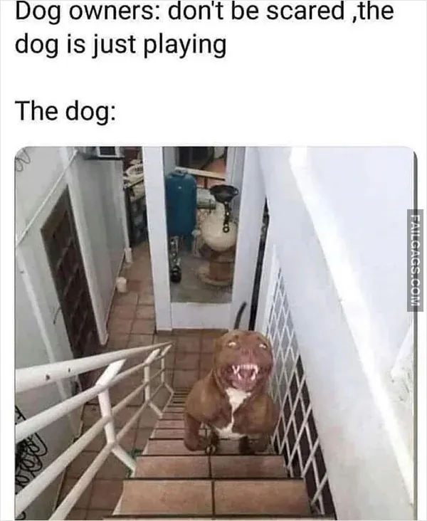 Funny Memes 9 4