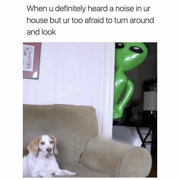 Funny Animal Memes 1