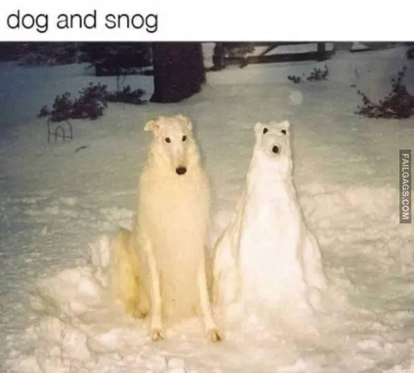 Funny Animal Memes 10