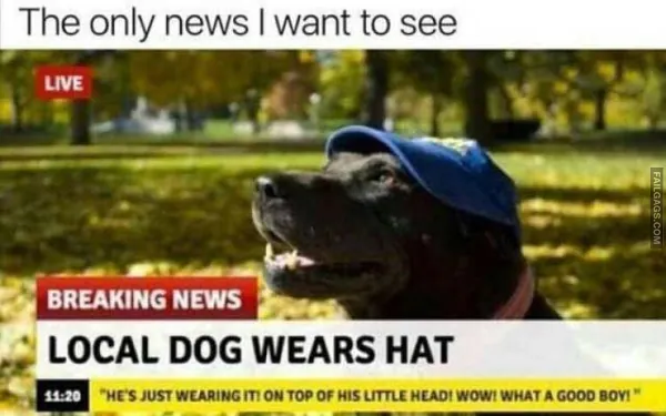 Funny Animal Memes 2