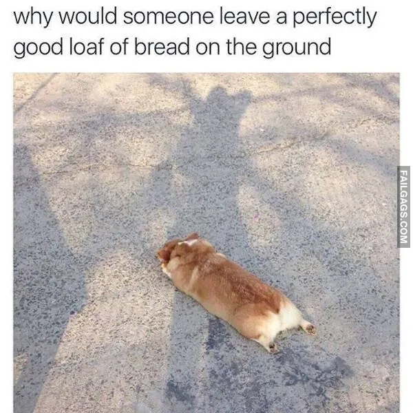 Funny Animal Memes 3