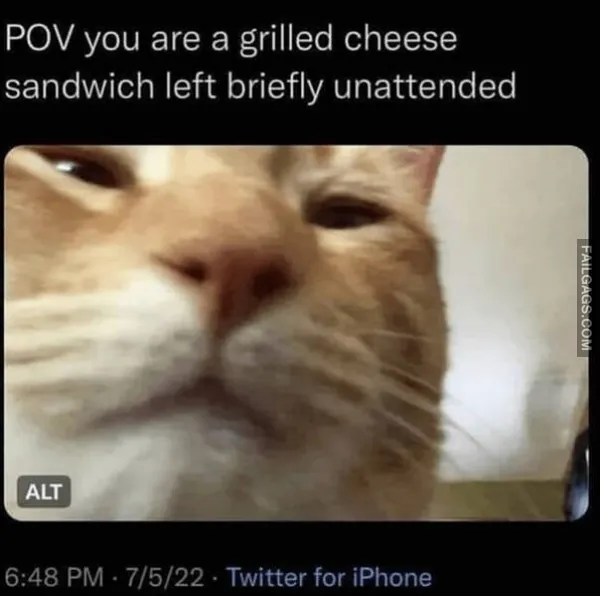 Funny Animal Memes 8