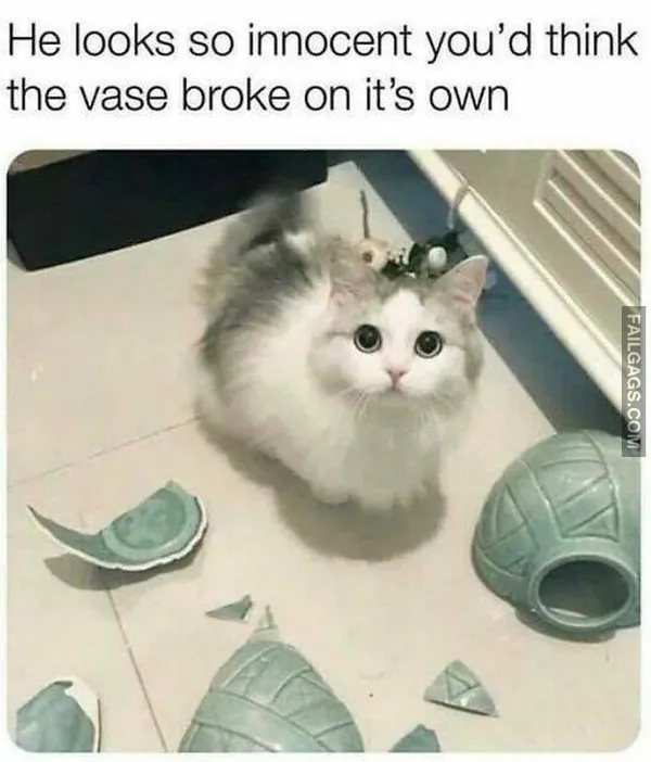 Funny Memes 10 4