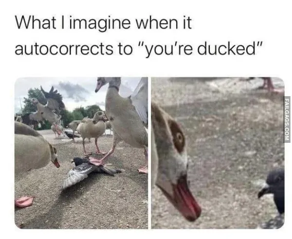 Funny Memes 5 5