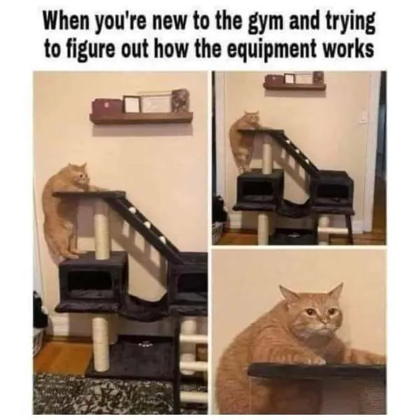 Funny Cat Memes 1