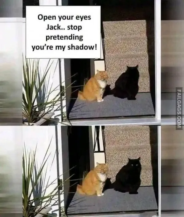 Funny Cat Memes 10