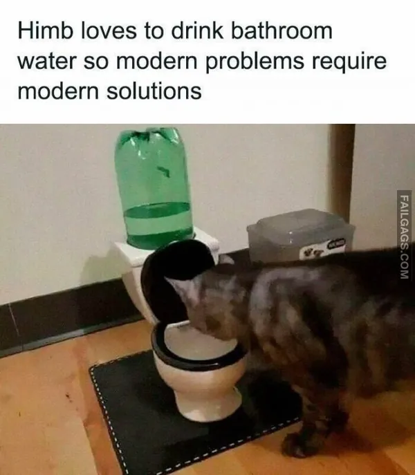 Funny Cat Memes 11